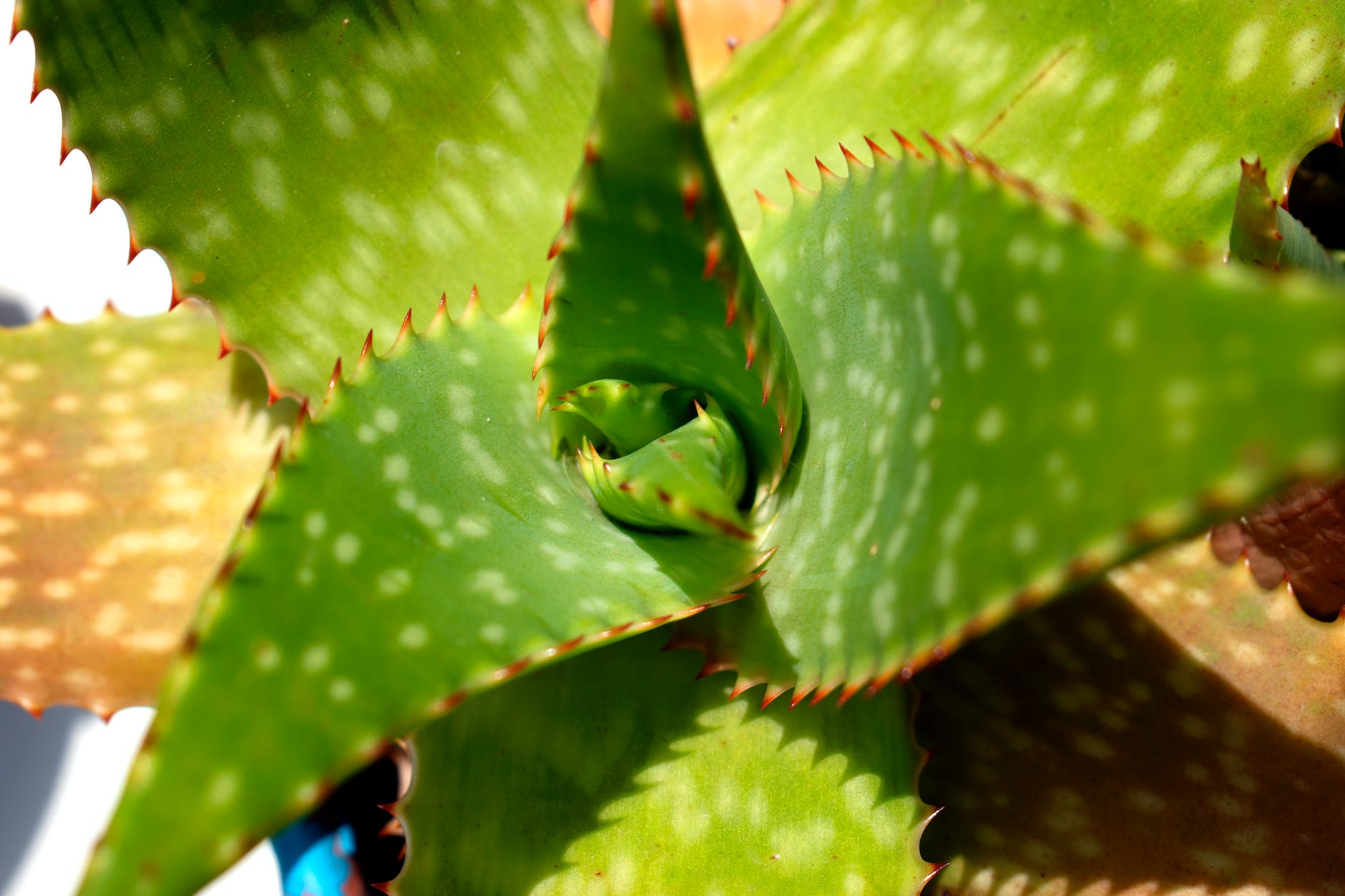 The real benefits of Aloe Vera in the hair